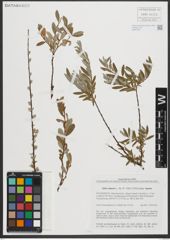 Foto von Salix repens subsp. repens L.